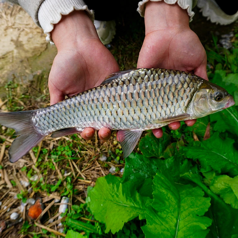 清波鱼四川发货淡水养殖食用观赏均可