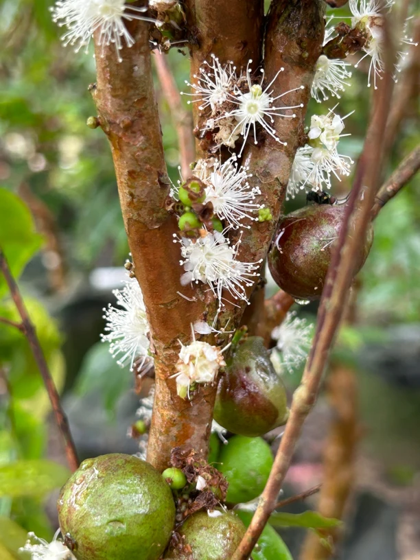 四季红妃带花带果四季有果