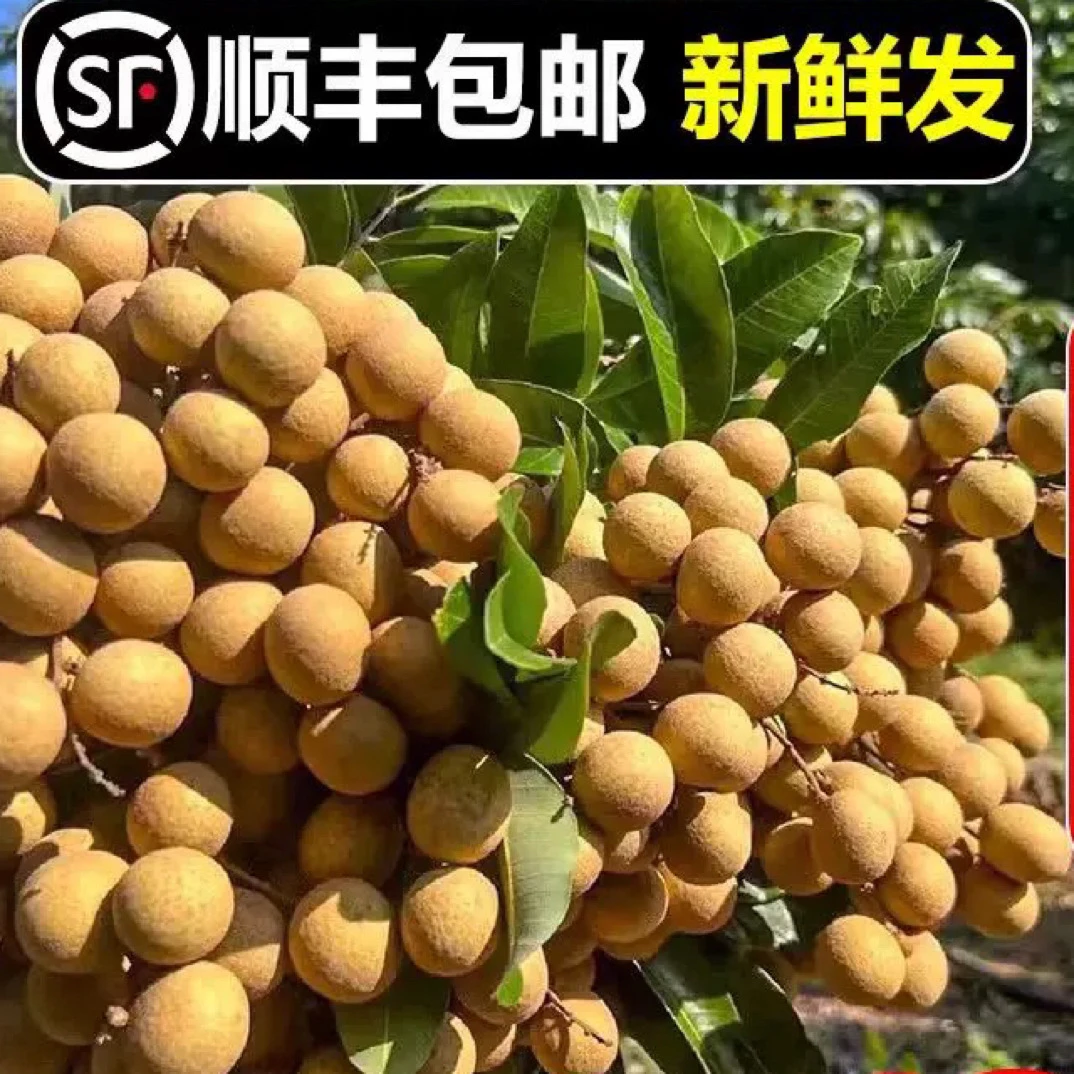 古山龙眼原生态水果新鲜原味中国龙眼甜度高好天然肉质清甜顺丰发