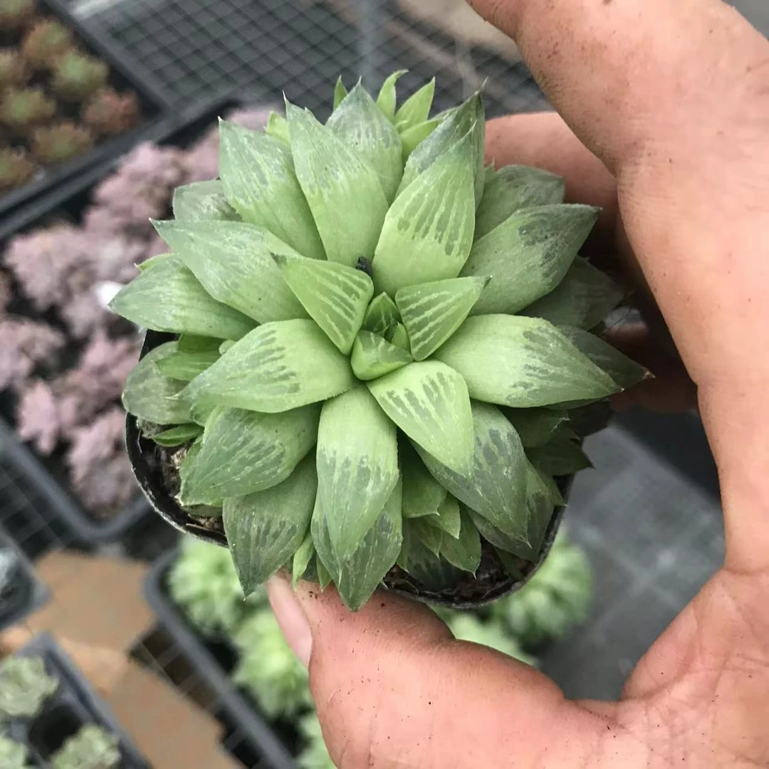 多肉植物玉露寿多肉以直播间玉露多肉为准