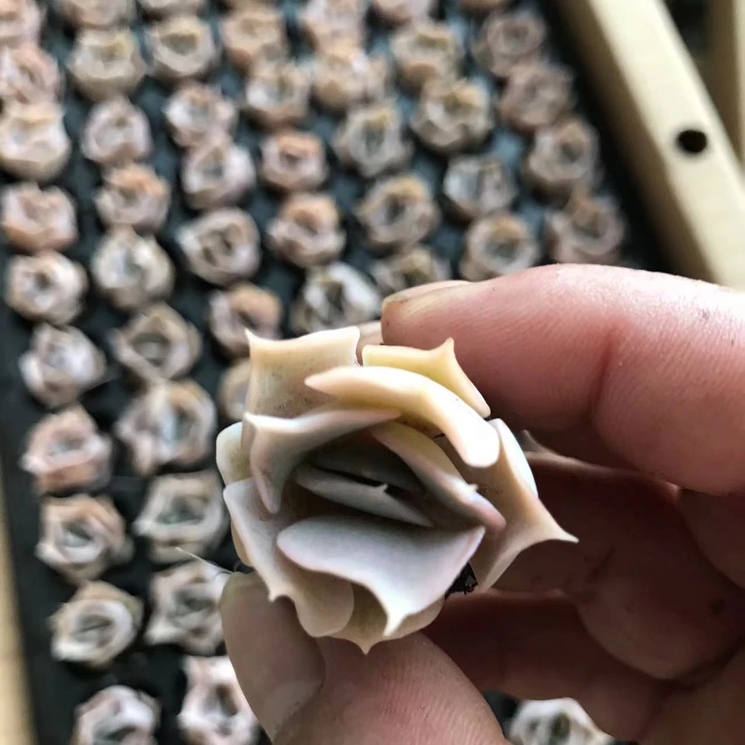 (131沙漠骆驼穴盘多肉 满9.9包邮 以直播间为准
