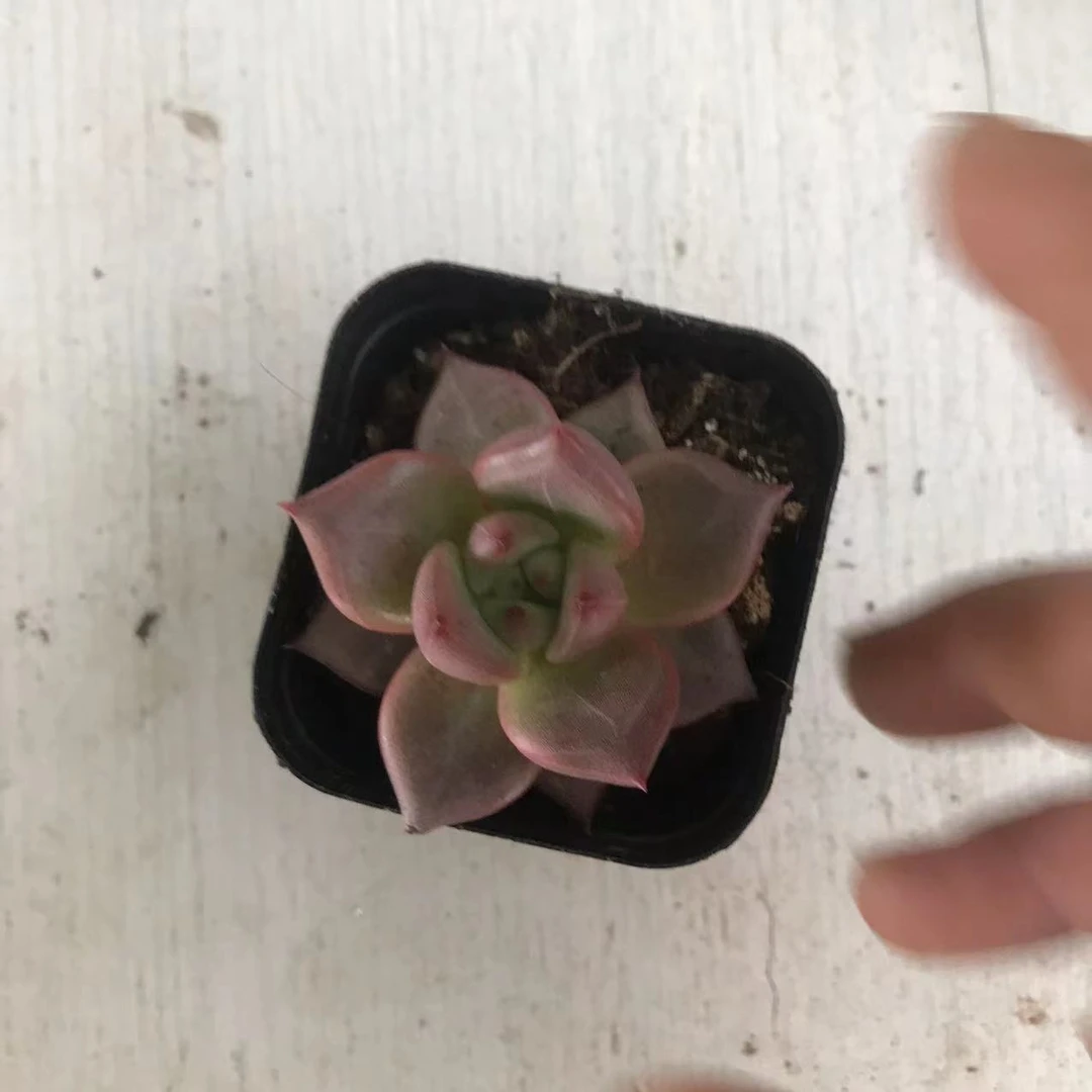 44  红颜密语多肉   满9.9包邮  以直播间为准