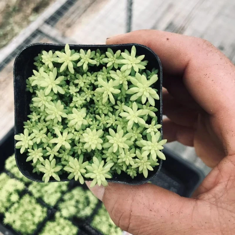 (74) 黄金草 满9.9包邮 以直播间为准 星花怒放