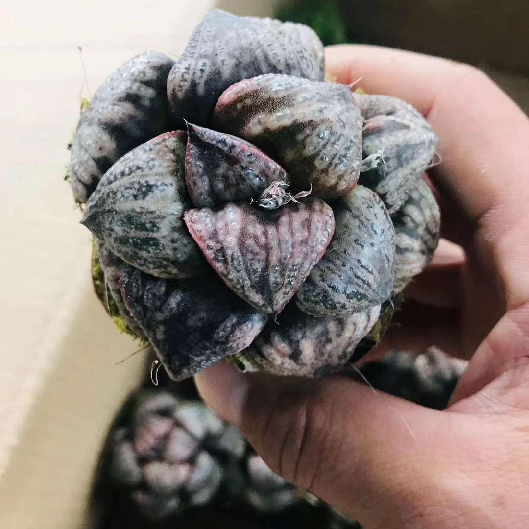 313白泽玉露多肉   每9.9包邮   以直播间为准  星花怒放