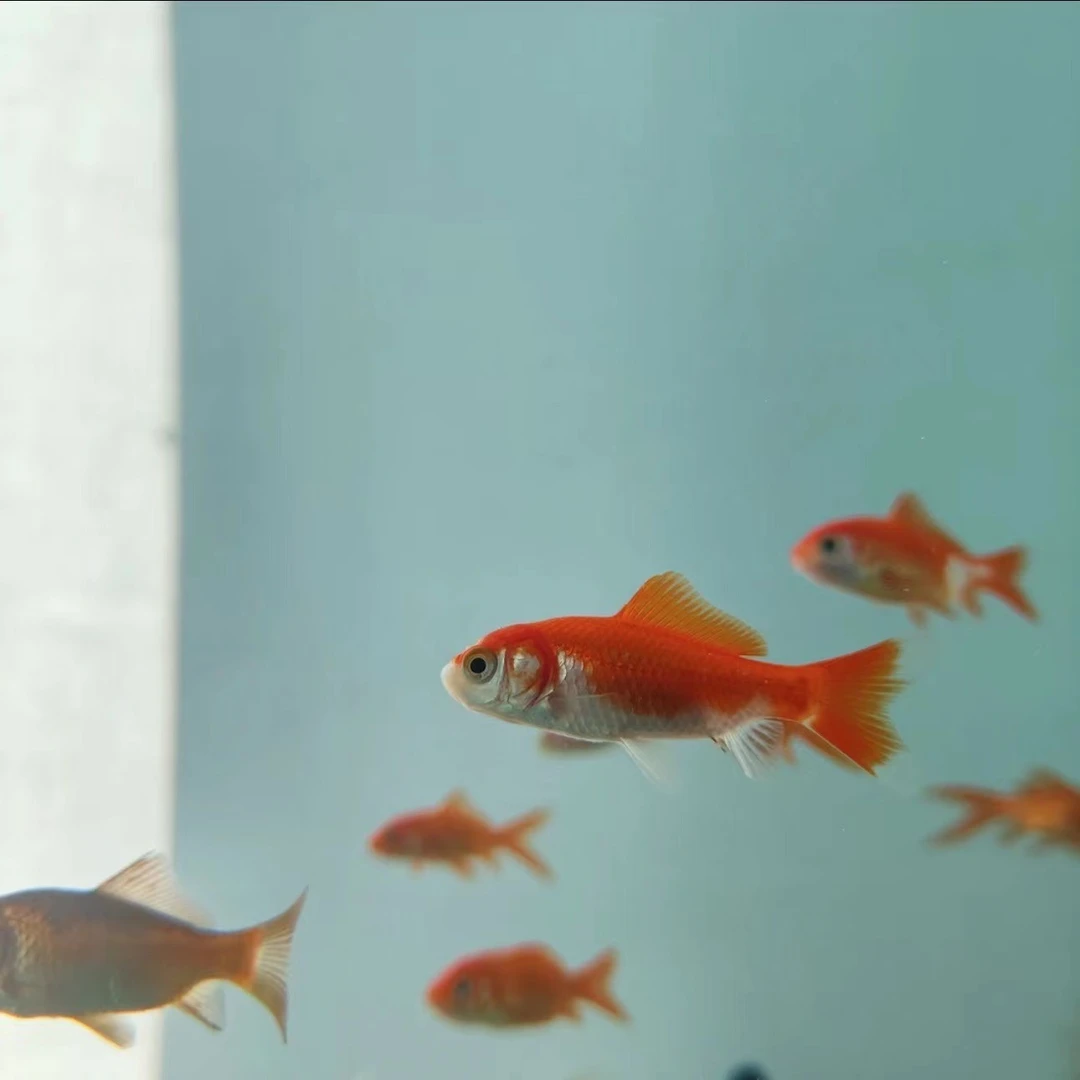 宠物活体 > 水族活体 > 鱼