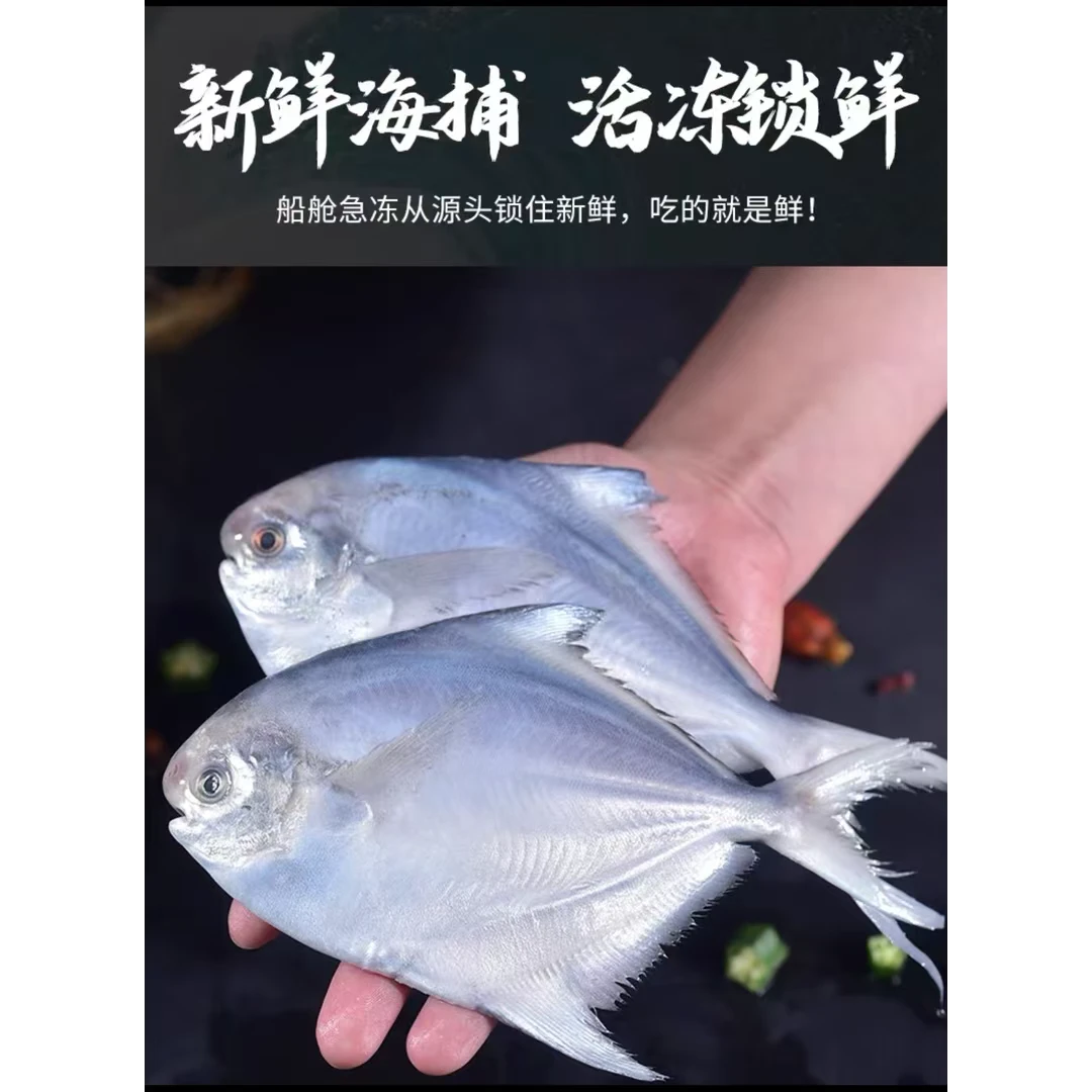 连云港 海捕银鲳鱼 白鲳  冷冻保鲜无冰衣 顺丰冷链包邮  500g/袋
