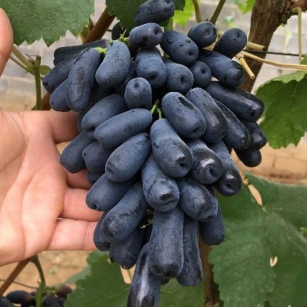 葡萄树苖阳光玫瑰巨峰金手指蓝宝石葡萄树苗果树果苗爬藤种植耐寒