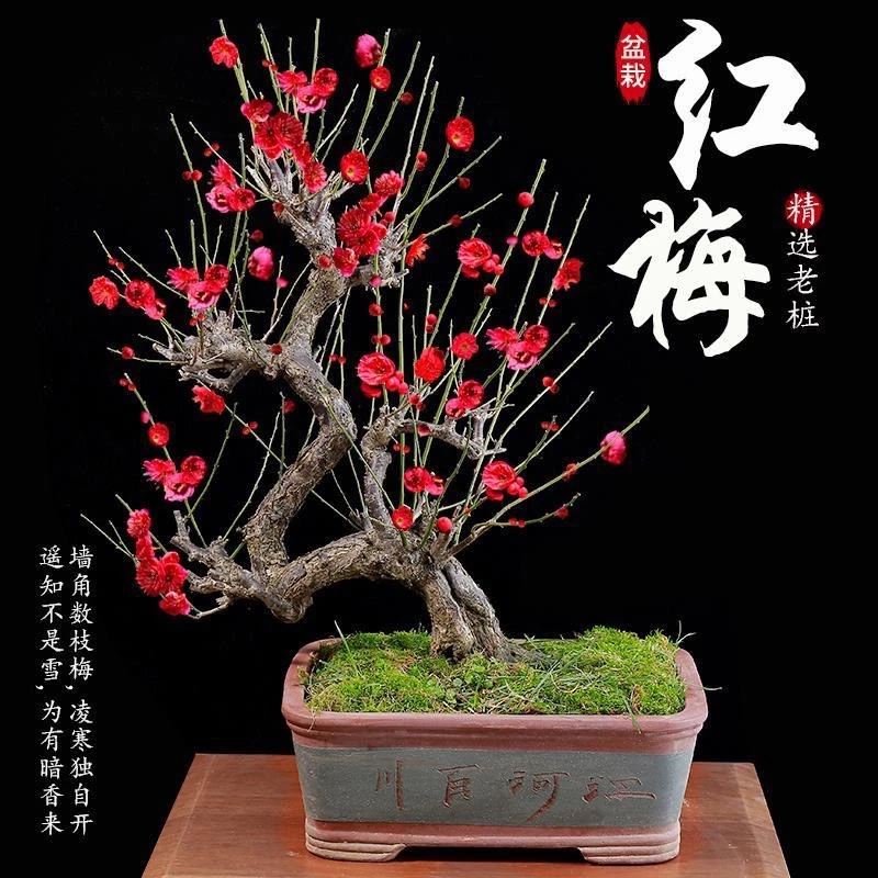 梅花树苗红梅树苗原生红梅树苗庭院地栽盆栽树桩盆景红梅当年开花