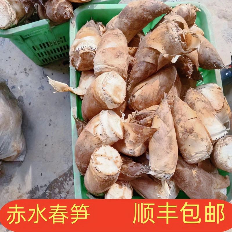 【助农】2024龙春笋野生新鲜竹笋赤水高山黄泥楠竹春笋黄泥大黄牙笋