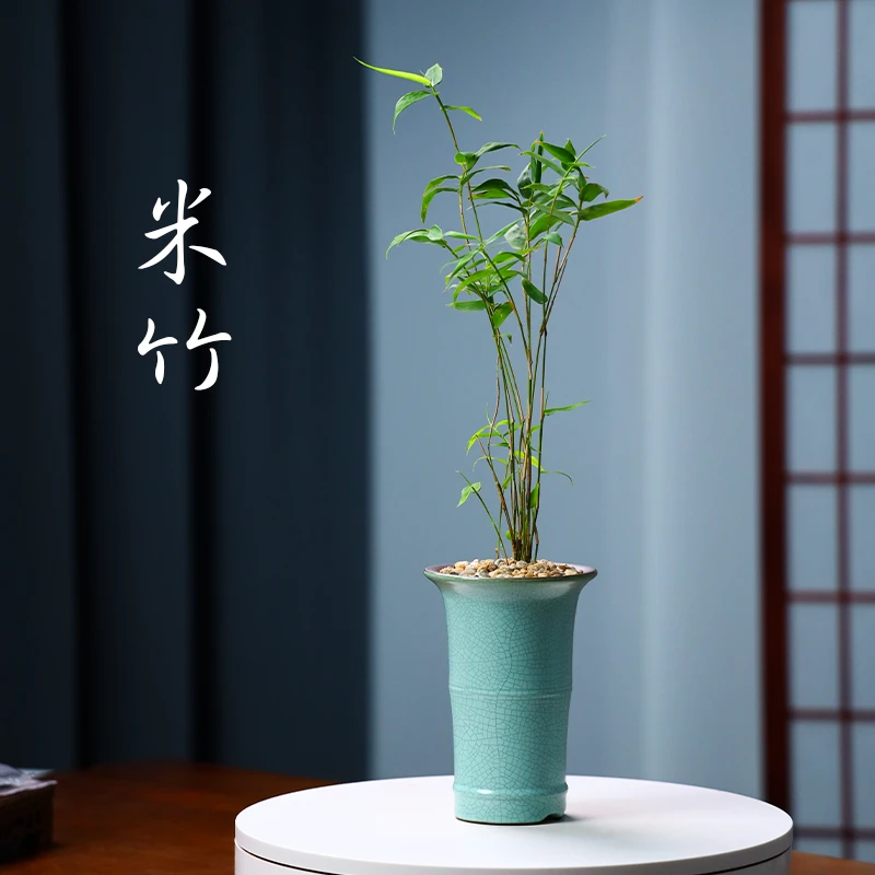 观音竹米竹子天青禅意书桌茶房客厅创意冰裂高雅致办公室内绿植物