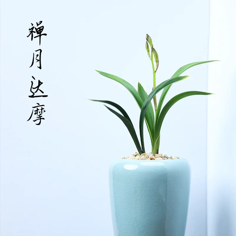 禅月达摩带花剑金边兰花陶瓷绿植兰花盆高雅透气冰裂桌面室内盆栽