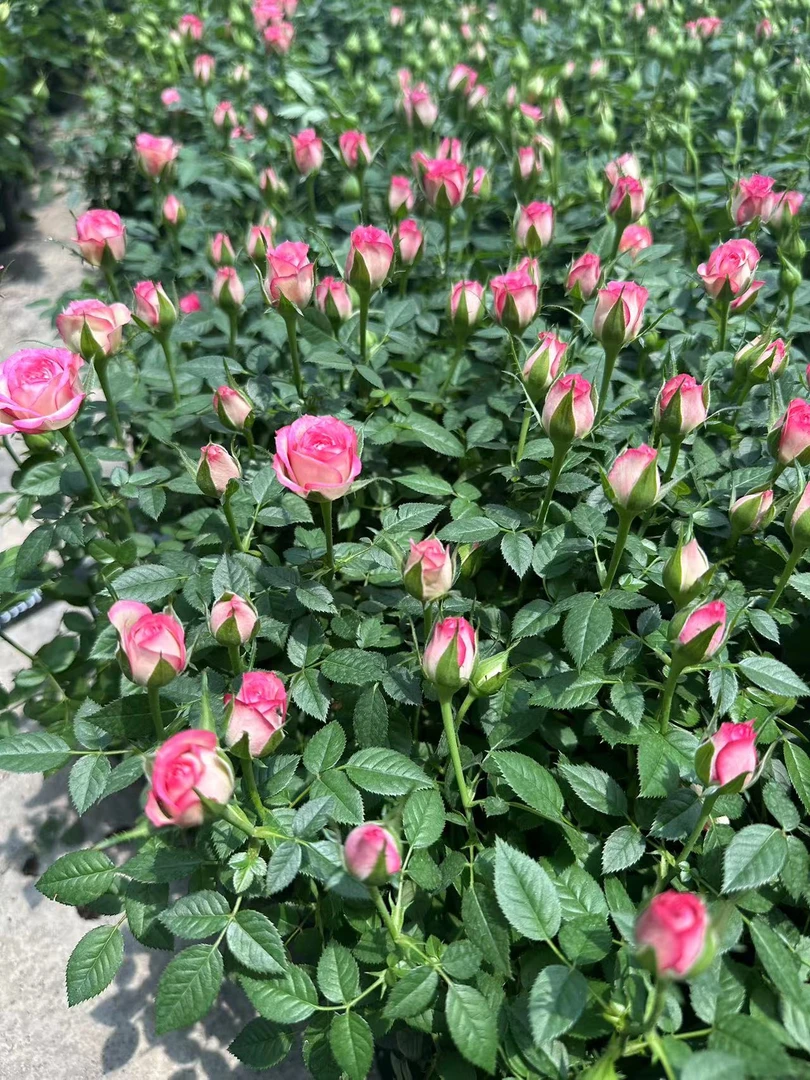 QQ【110盆小爱莎】精品苗  花苗四季开花 阳台观赏花卉 月季  1