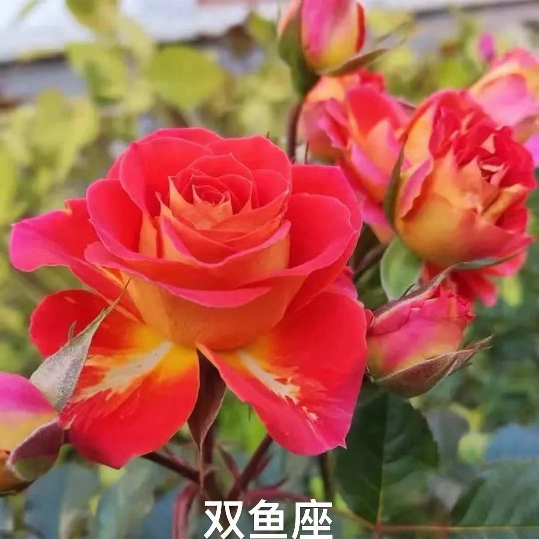 ZN【180盆双鱼座】月季状盆栽树苗花苗四季开花树阳台特大月季养