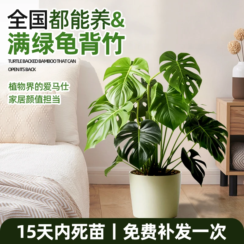大叶龟背竹盆栽绿植盆栽观叶植物ins风网红绿植