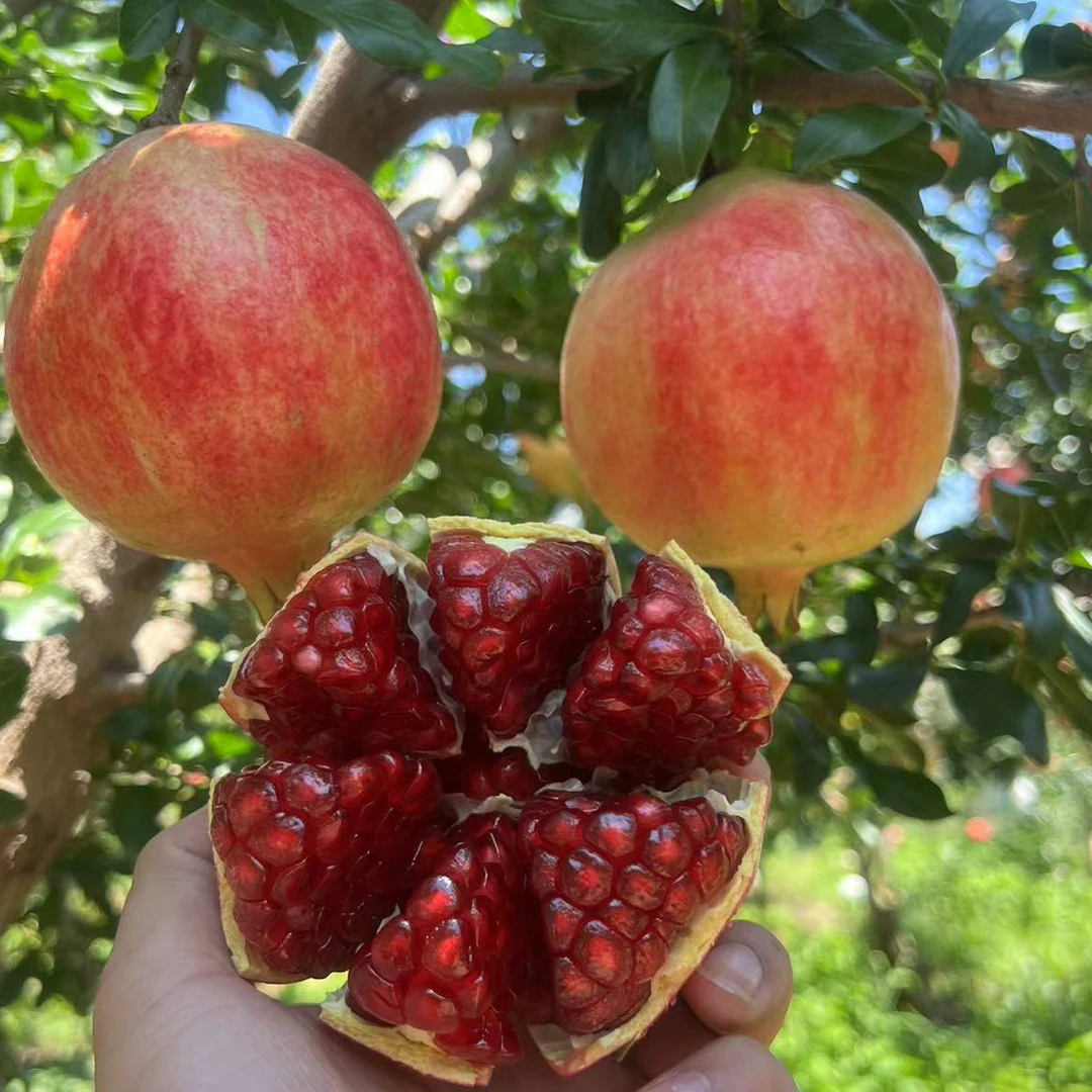 四川会理突尼斯软籽石榴饱满爆甜多汁不吐籽新鲜采摘3/4.5斤包邮