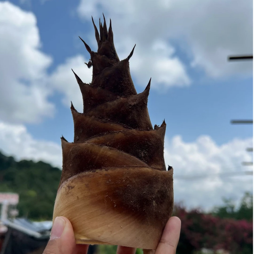 云南甜笋冷链发货