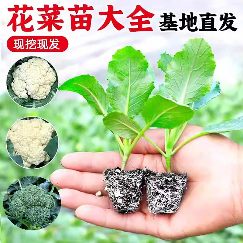 耐寒蔬菜苗西兰花花椰菜苗有机花菜秧苗秋冬种植家庭菜园高产丰收