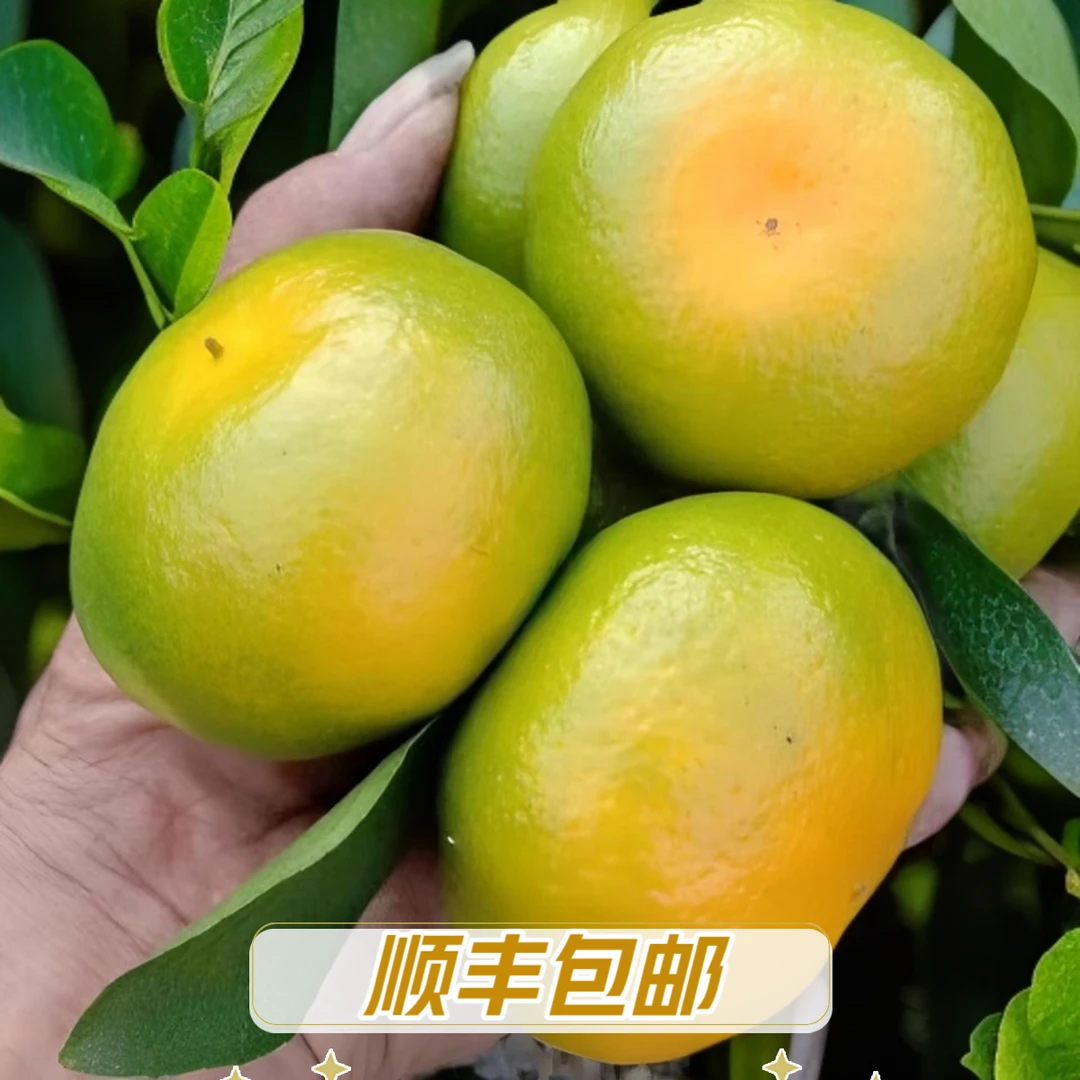 寻乌蜜桔采摘橘子皮薄新鲜孕妇水果赣南蜜橘柑橘青皮桔子顺丰包邮