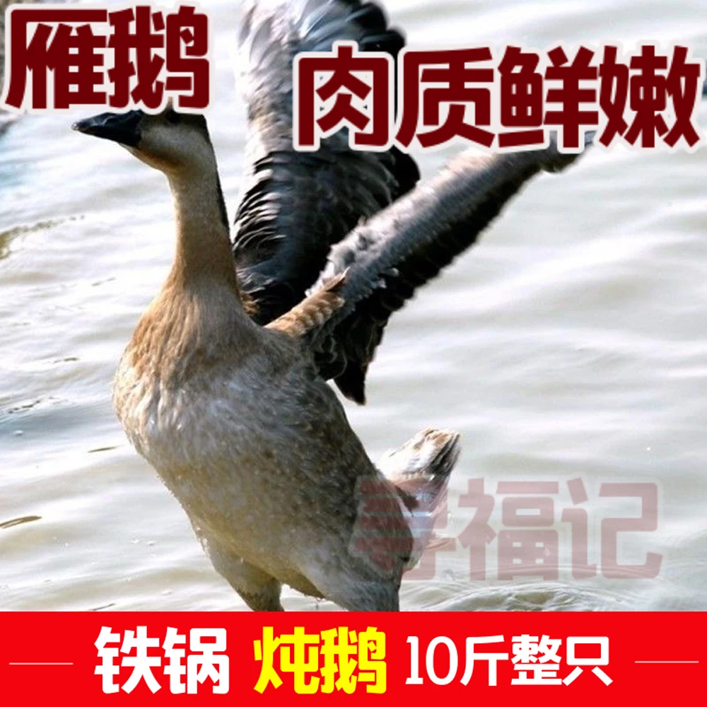【整只大雁鹅】新鲜雁鹅现杀整只鹅农家鲜嫩坏单包赔大雁鹅大鹅