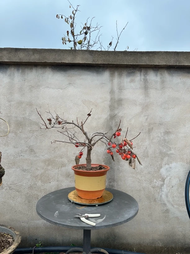 金柿子老桩盆景盆栽