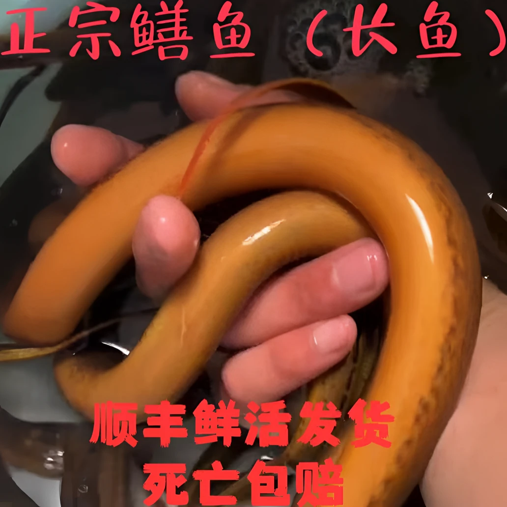 (1两到1.5两)划鳝丝.红烧鳝段.鳝筒.做汤.皆美味,鲜嫩