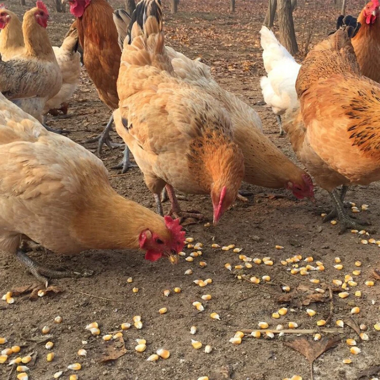 农村高山散养老母鸡整只顺丰空运包邮
