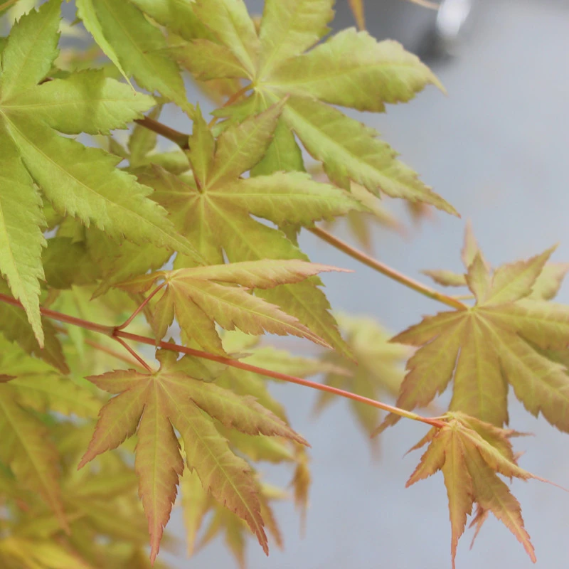 进口红枫“黄金瀑布”经典垂枝品种庭院景观造景客厅布景易养包邮