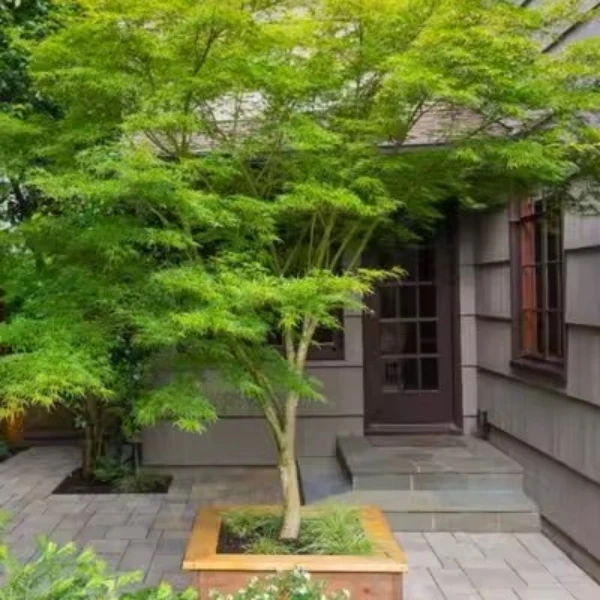 精品热销日本进口彩叶红枫羽毛枫"青龙“阳台盆栽庭院造景易养
