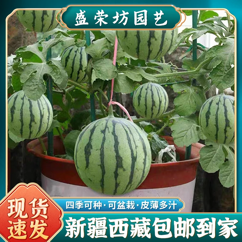 【新疆包邮】盆栽小西瓜种子早熟西瓜种籽孑高产早熟四季绿皮红瓤
