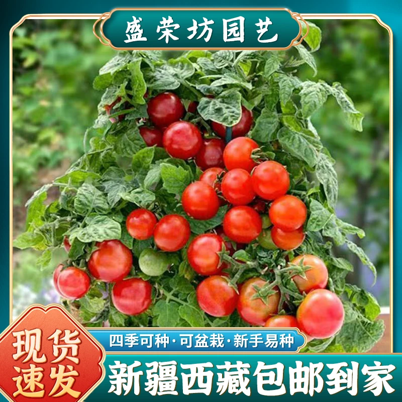 【新疆包邮】矮生樱桃番茄种籽小西红柿种子圣女果苗四季阳台盆栽