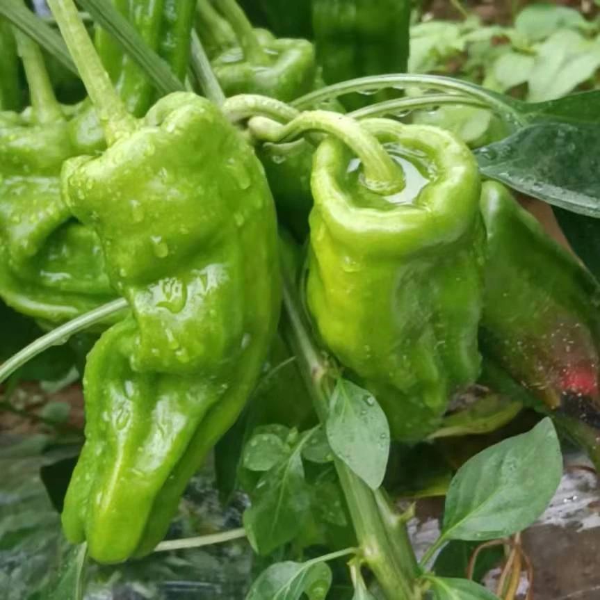 【新疆包邮】薄皮小皱皮土辣椒种子农家自种超辣特辣尖椒枣青辣椒籽