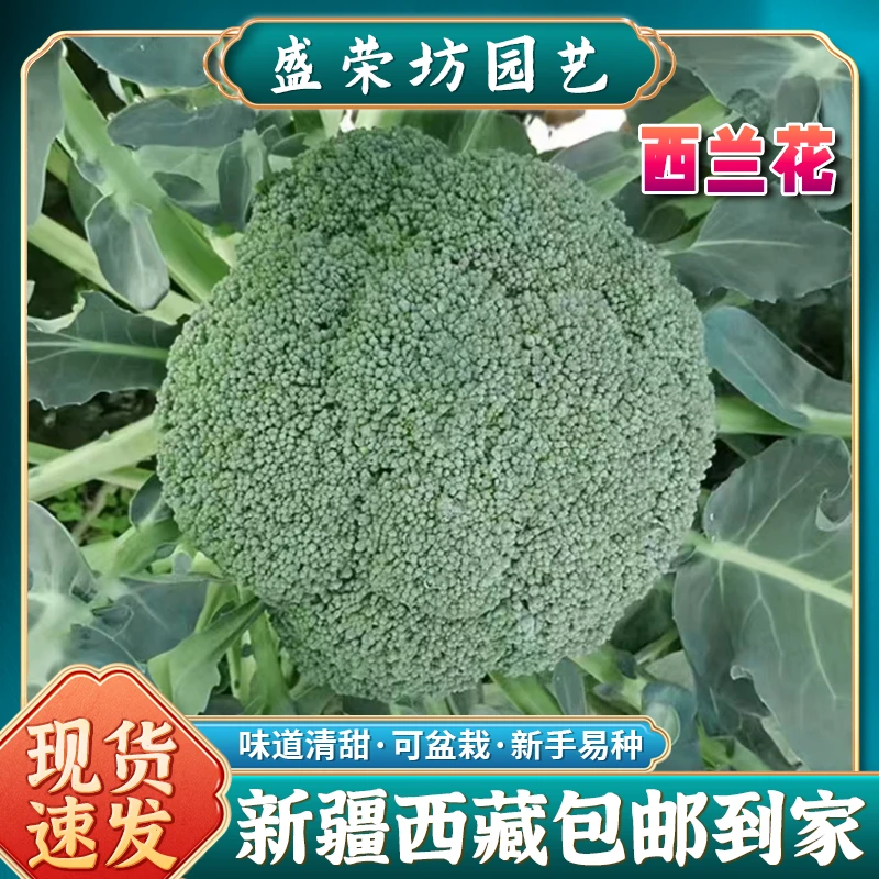 【新疆包邮】西兰花种籽西兰花花曼陀绿青花菜四季蔬菜种籽西蓝花