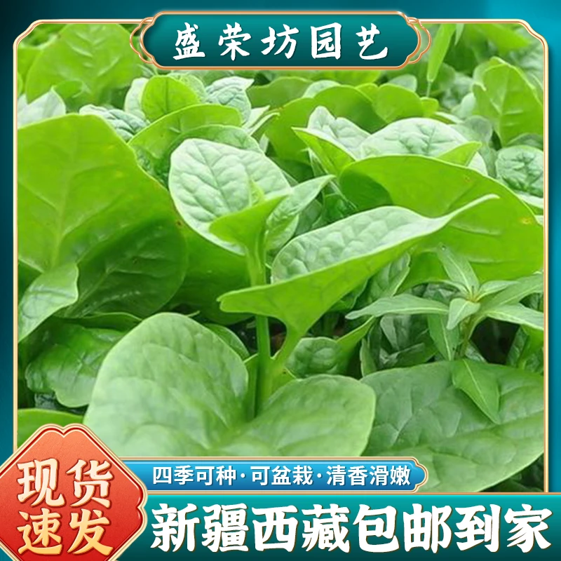 【新疆包邮】大叶木耳菜种子种籽孑菜苗四季阳台盆栽夏季种的蔬菜