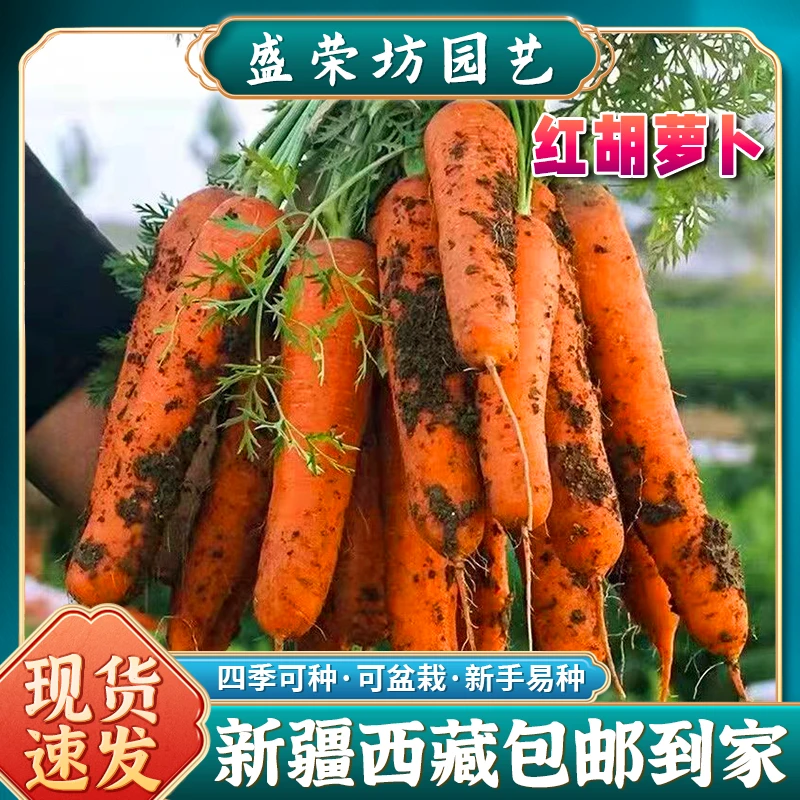 【新疆西藏包邮】甜脆胡萝卜种子水果萝卜四季蔬菜农家胡萝卜种孑