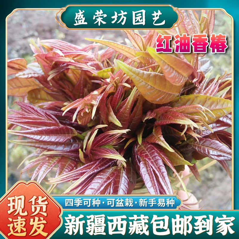 【新疆包邮】速生红油香椿种子多年生多茬采收农家庭院蔬菜种子