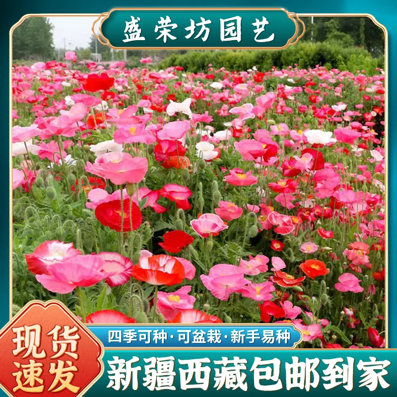 【新疆包邮】虞美人种子混色冰岛虞美人花种子庭院室外耐寒花种籽