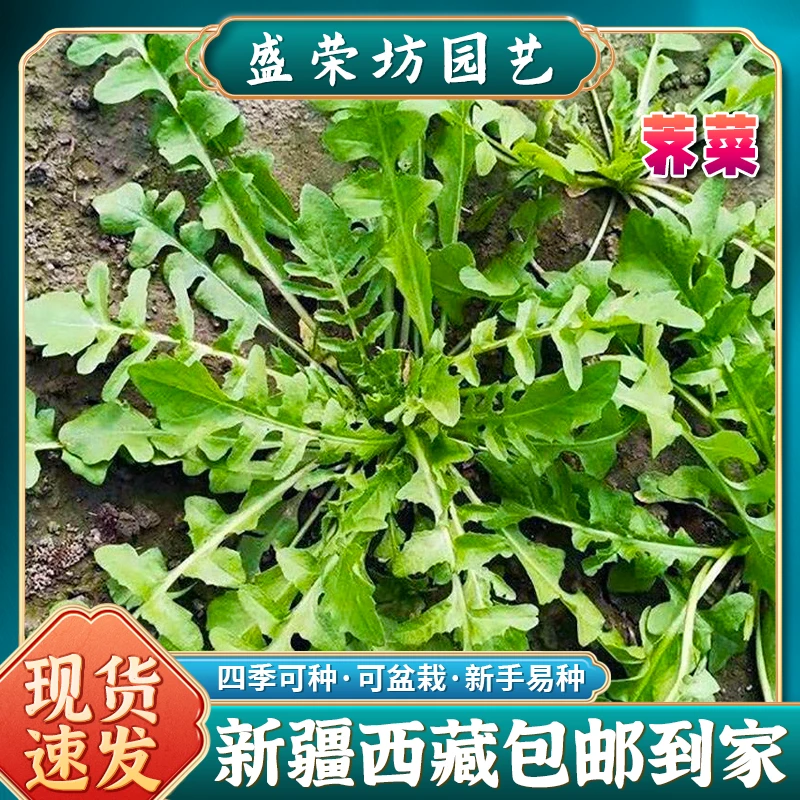 【新疆西藏包邮】荠菜种子野菜种子四季菜种盆栽简单叶子蔬菜种子