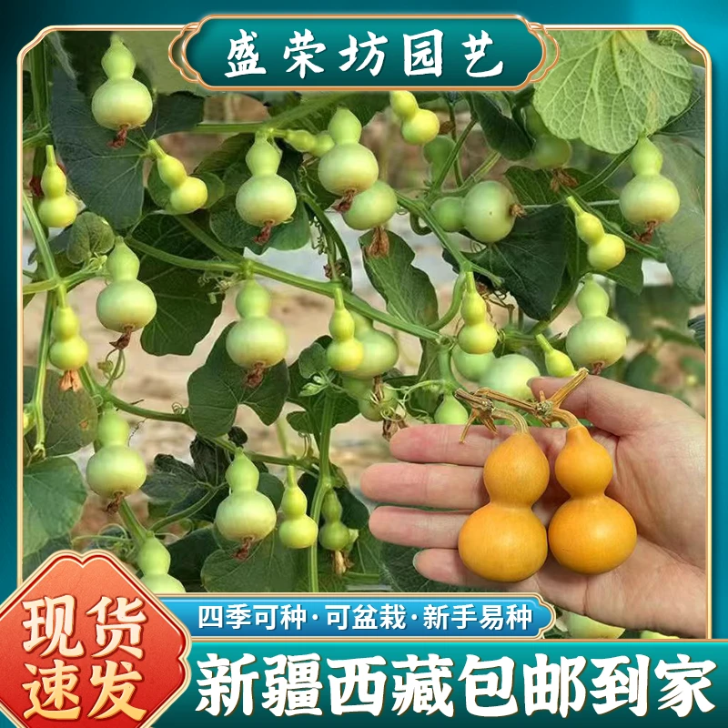 （新疆包邮）盆栽手捻葫芦种子花卉盆栽易活四季种子阳台庭院种籽
