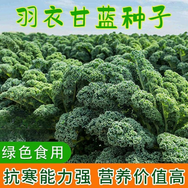 【新疆包邮】羽衣甘蓝蔬菜种子食用甘蓝蔬菜籽四季雨衣甘蓝种籽庭院