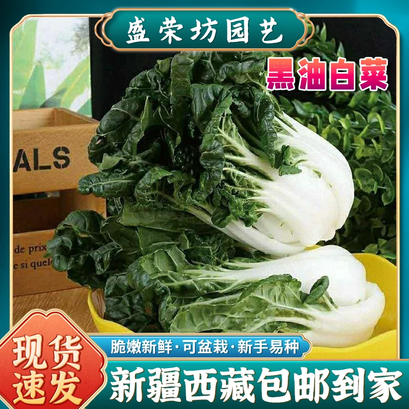 【新疆西藏包邮】黑油白菜种籽奶白菜乌塌小白菜四季播种叶子蔬菜