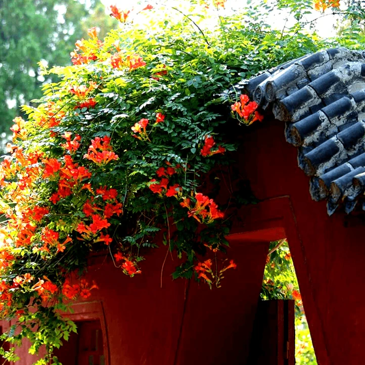 新疆包邮【凌霄花种子】庭院爬藤植物倒挂金钟炮仗花四季紫葳种籽