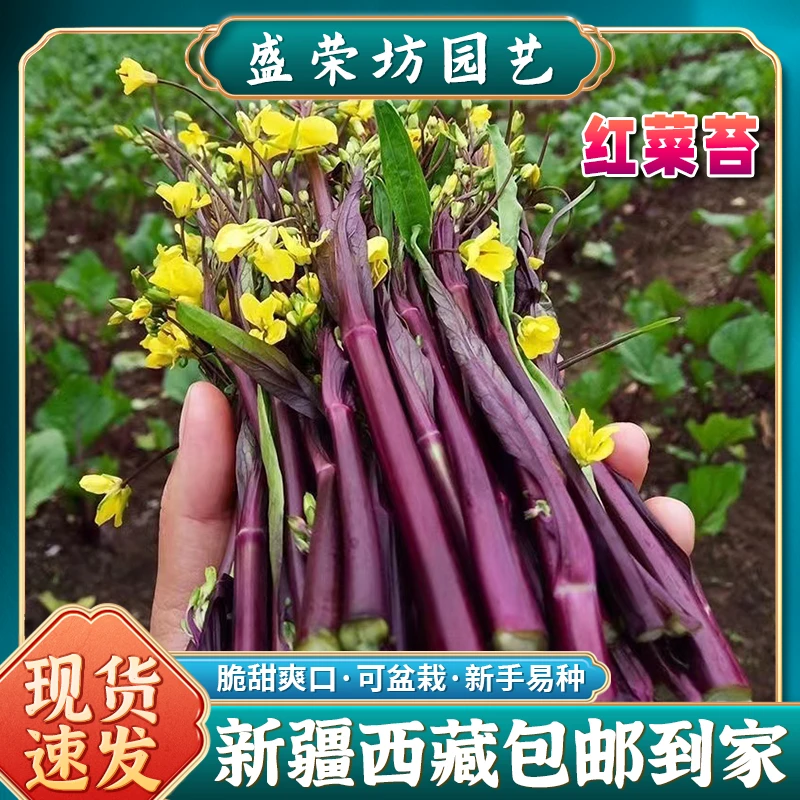【新疆西藏包邮】红菜苔种子紫菜籽绿薹心四季播种盆栽蔬菜种孑