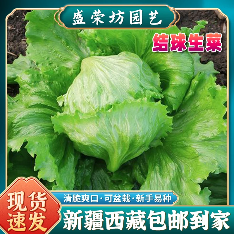 【新疆西藏包邮】结球生菜种子球形生菜四季卷心包心生菜阳台盆栽