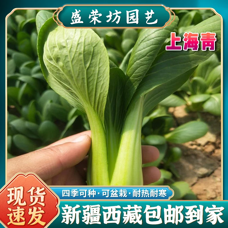 【新疆西藏包邮】上海青四季小白菜种子苏州青八宝青小青蔬菜盆栽