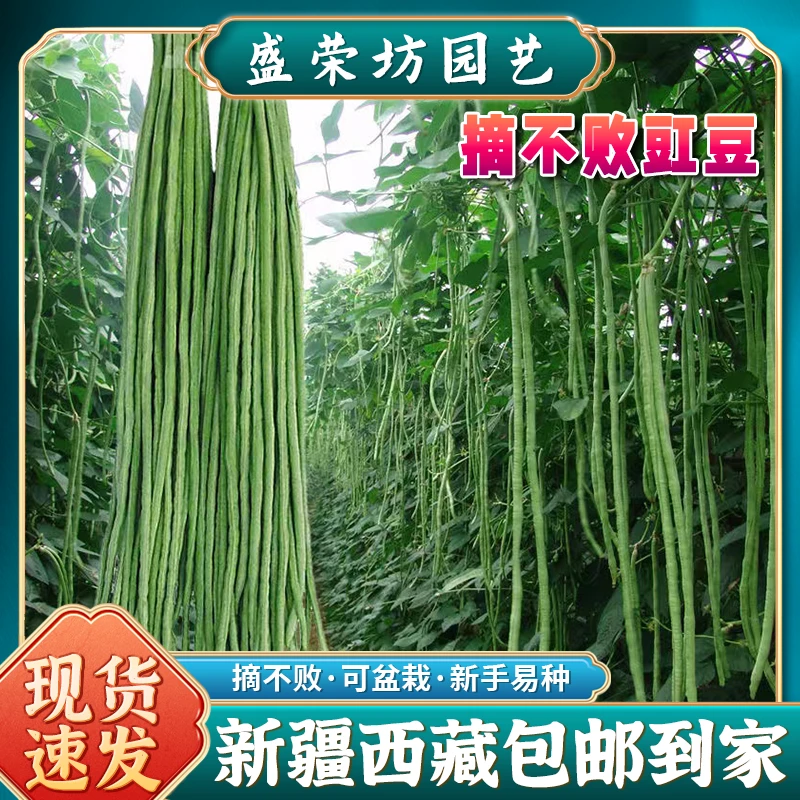 【新疆包邮】摘不败豇豆种子高产长豆角种子四季播种蔬菜种子种植