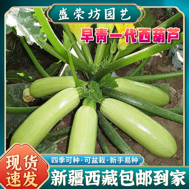 【新疆西藏包邮】西葫芦种子阳台四季盆栽春季夏季简单蔬菜种孑