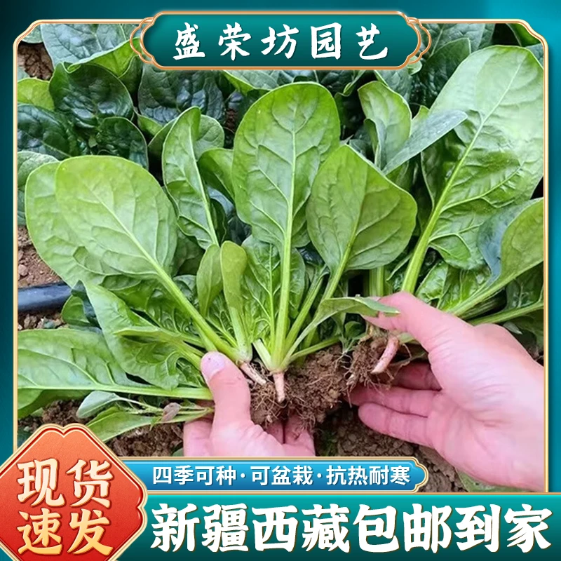 【2袋丨新疆包邮】可盆栽趴地红根菠菜种植抗热耐寒蔬菜四季种子