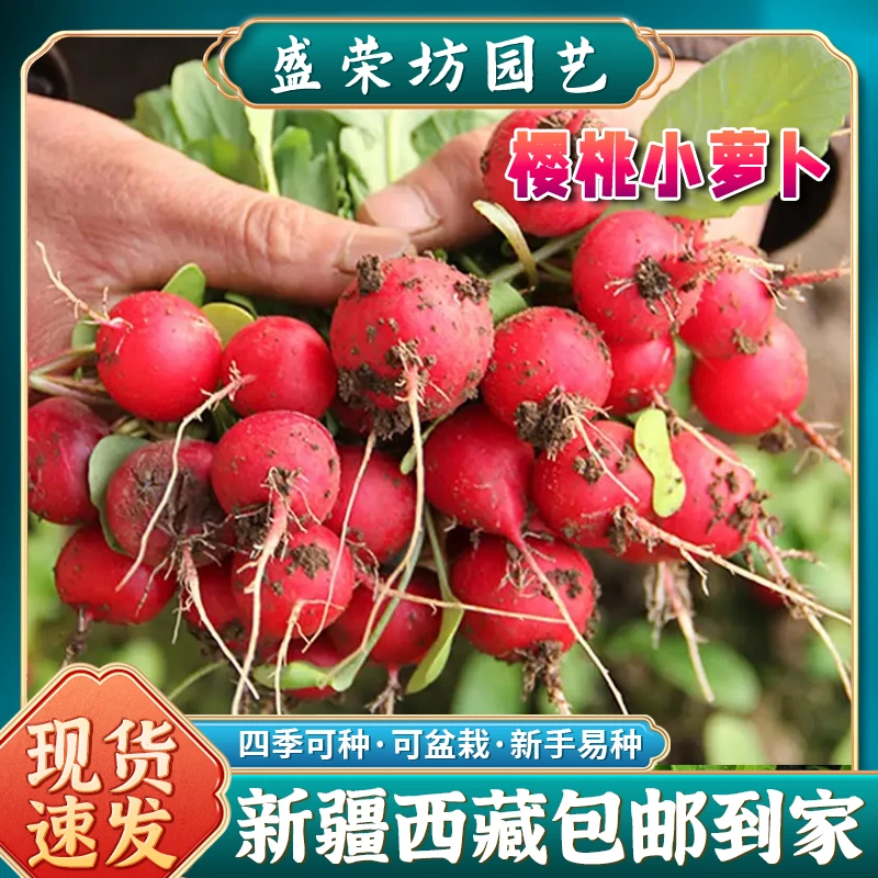【新疆西藏包邮】樱桃萝卜种子樱桃萝卜菜籽四季蔬菜种子阳台盆栽