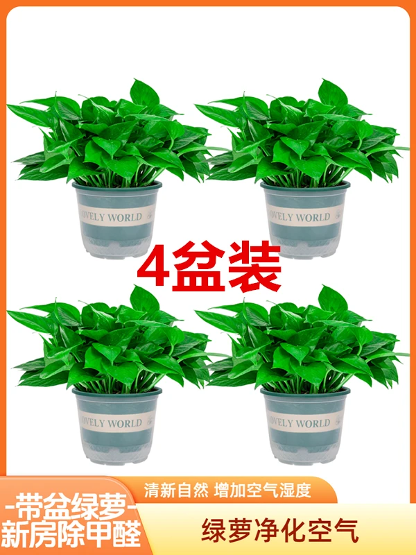 【4盆装】超值套餐大盆绿萝盆栽植物室内吸除甲醛新房防辐射培绿植