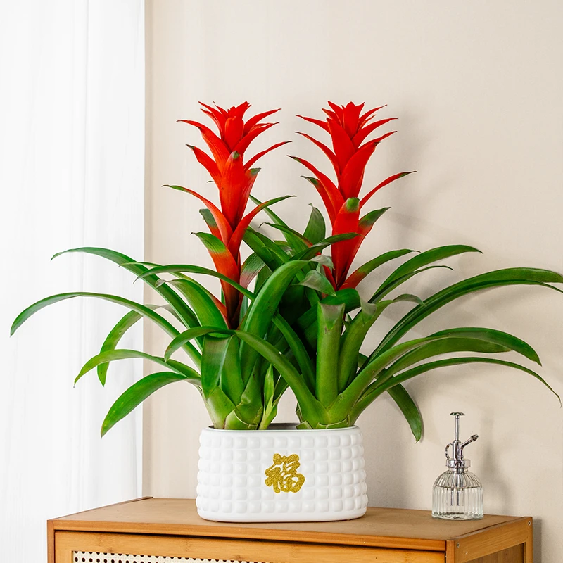 鸿运当头盆栽水培大红星凤梨花带花绿植室内客厅大型办公室绿植风